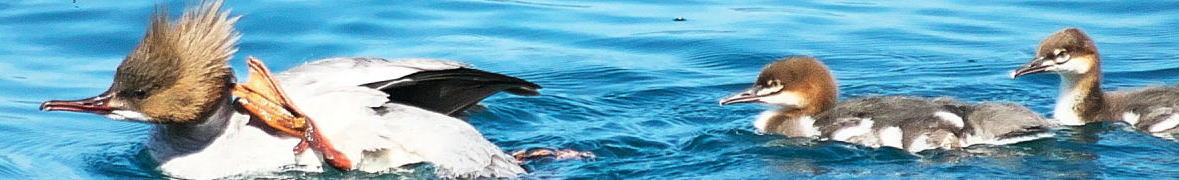 洞爺湖の水鳥