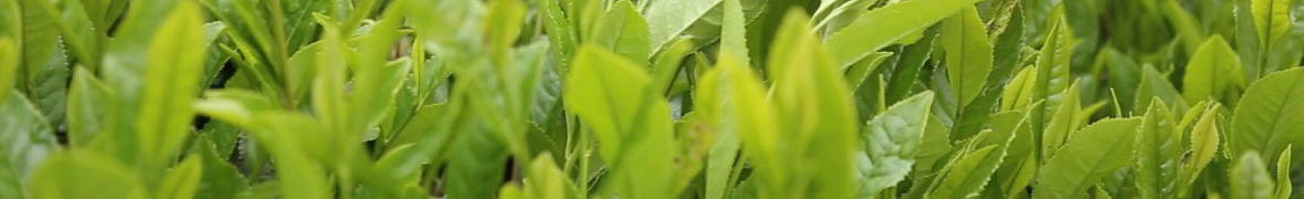 大和茶