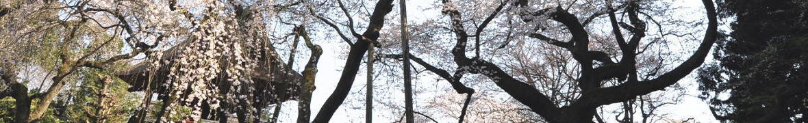 西行桜