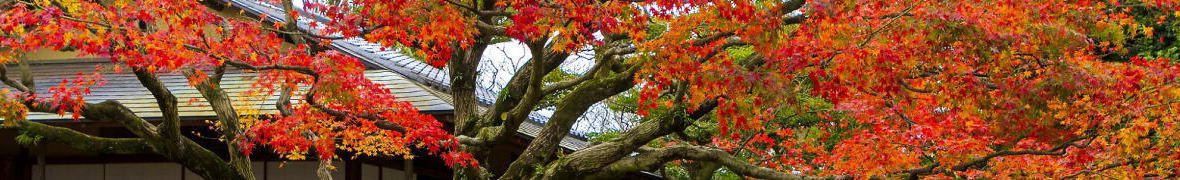 薬院
