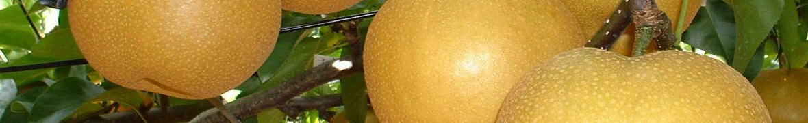 荒尾梨