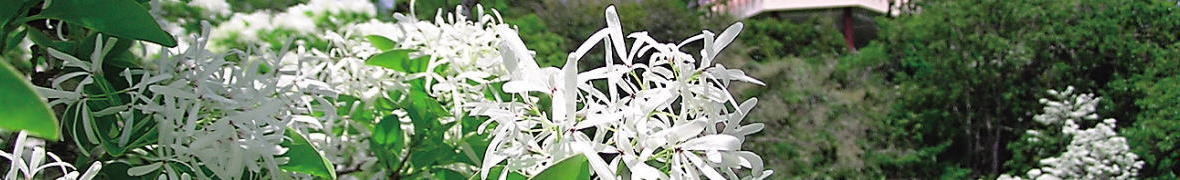 ヒトツバタゴ
