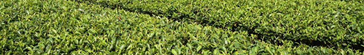 狭山茶