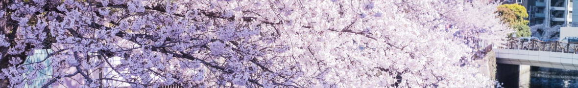 蒲田の桜