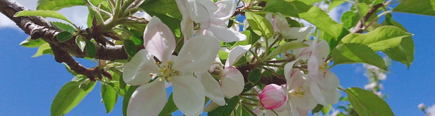 リンゴの花
