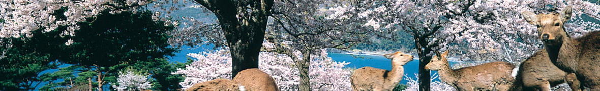 金華山