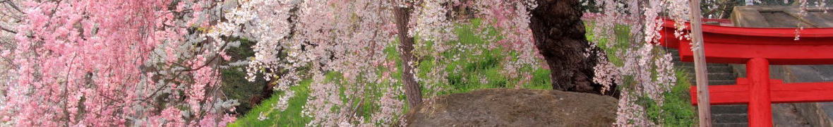 烏帽子山の桜